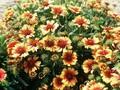 Gaillardia grandiflora Bremen Image 1