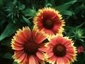 Gaillardia grandiflora Fackelschein Image 1