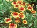 Gaillardia grandiflora Goblin Image 1