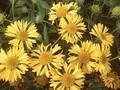 Gaillardia grandiflora Goldkobold Image 1