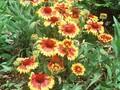 Gaillardia grandiflora Kobold Image 1