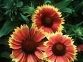 Gaillardia grandiflora Luer de Torche Image 1