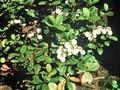 Gaultheria miqueliana Image 1