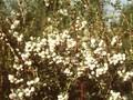 Gaultheria mucronata Alba Image 1