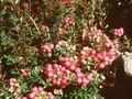 Gaultheria mucronata Coccinea Image 1