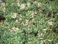 Gaultheria mucronata Rosea Image 1