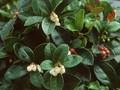 Gaultheria procumbens Image 1