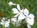 Gaura lindheimeri Image 1