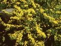 Genista decumbens Image 1
