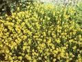 Genista sagittalis Image 1