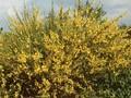 Genista scoparius Image 1