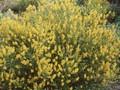 Genista tinctoria Image 1
