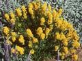 Genista tinctoria Plena Image 1