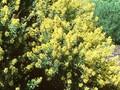 Genista tinctoria Royal Gold Image 1