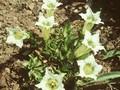 Gentiana acaulis Alba Image 1