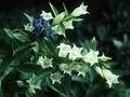 Gentiana asclepiadea Alba Image 1