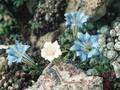 Gentiana Azurhimmel Image 1