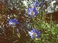 Gentiana Blauer Diamant Image 1
