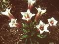 Gentiana clusii Alba Image 1