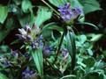 Gentiana cruciata Image 1