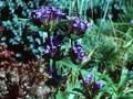 Gentiana dahurica Image 1