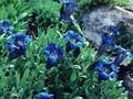 Gentiana dinarica Image 1