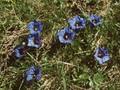 Gentiana excisa Image 1