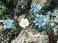 Gentiana farreri Alba Image 1