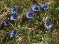 Gentiana kochiana Image 1