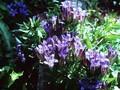 Gentiana lagodechiana Image 1