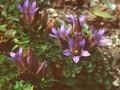 Gentiana oliviana Image 1