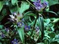 Gentiana phlogifolia Image 1