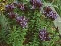 Gentiana sceptrum Image 1
