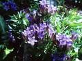 Gentiana septemfida var lagodechiana Image 1