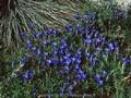 Gentiana siphonantha Image 1