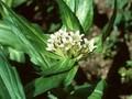 Gentiana tibetica Image 1