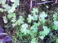Geranium lucidum Image 1