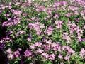 Geranium Birch Lilac Image 1