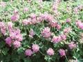Geranium cantabrigiense Cambridge Image 1