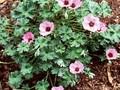 Geranium cinereum Ballerina Image 1