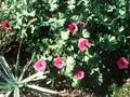 Geranium cinereum subsp subcaulescens Purpureum Image 1