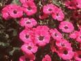 Geranium cinereum subsp subcaulescens Splendens Image 1