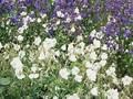 Geranium clarkei Image 1