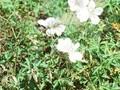 Geranium clarkei Kashmir White Image 1