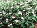 Geranium endressii Wargrave Pink Image 1
