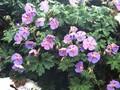 Geranium grandiflorum Image 1