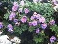 Geranium himalayense Image 1