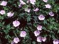 Geranium lancastriense Image 1