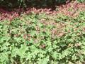 Geranium macrorrhizum Czakor Image 1