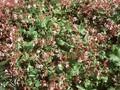 Geranium macrorrhizum Spessart Image 1